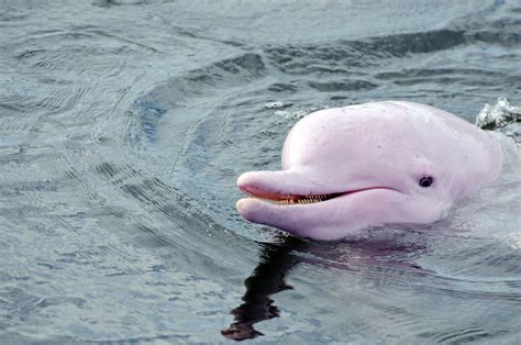 Pink River Dolphin Fun Facts for Divers and Ocean Lovers