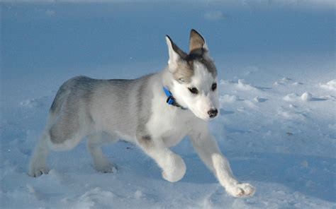 Siberian Husky Puppy - Puppies Wallpaper (15897208) - Fanpop