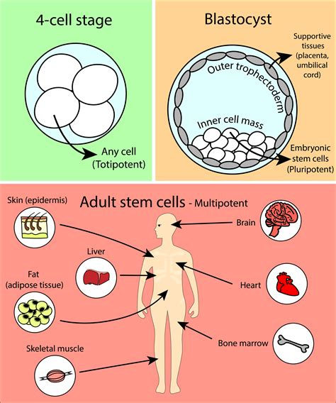 Stem cells