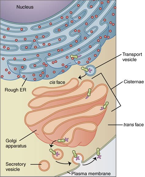 Difference Between Cristae and Cisternae | Compare the Difference ...