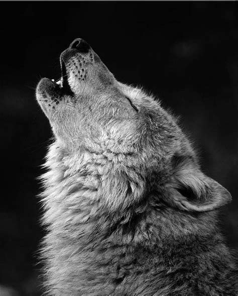 Wolves Howling Wallpapers - 4k, HD Wolves Howling Backgrounds on ...