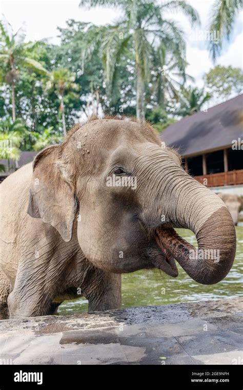 Critically endangered Sumatran elephant in Bali, Indonesia Stock Photo ...