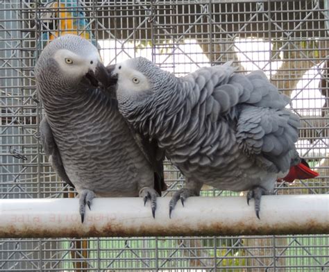 African Grey Parrot breeding ( Psittacus erithacus ) PART I Parrots ...