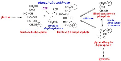 Phosphofructokinase - Alchetron, The Free Social Encyclopedia