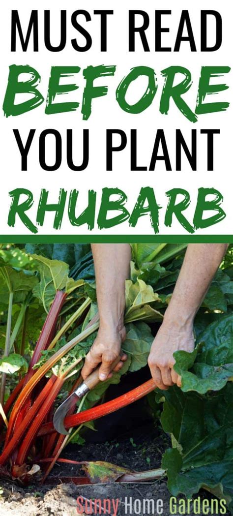 How To Grow And Care For Rhubarb - Sunny Home Gardens