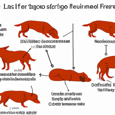 What are the Final Stages of Liver Failure in Dogs? - One Top Dog