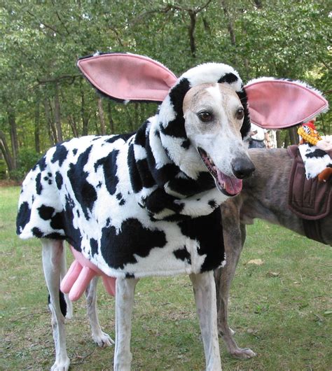 Hilarious Greyhound Costume for Halloween | Dog pictures, Dog halloween ...