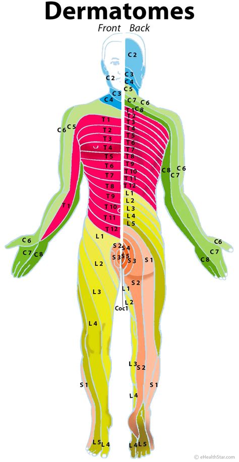 Gallery For > Cervical Spine Nerve Map