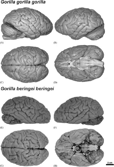 External morphology of western lowland ( G. g. gorilla ) and mountain ...