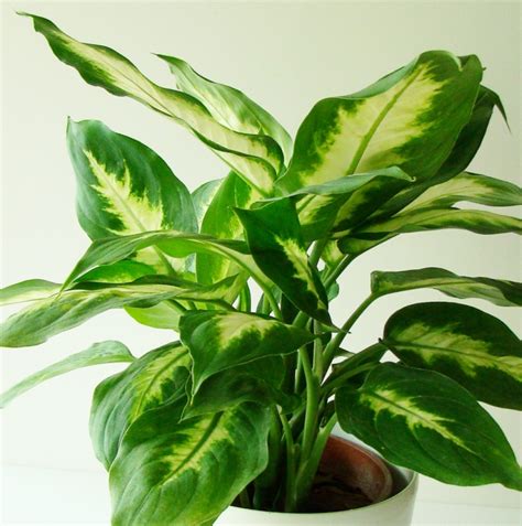 Gardener's Watch: Chinese Evergreen (Aglaonema)