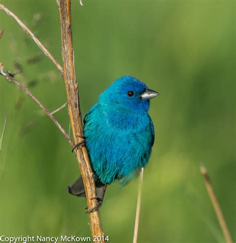 Photographing Male Indigo Buntings and the Illusion of Seeing Blue ...