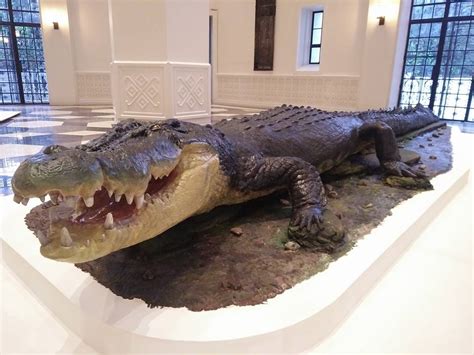 Lolong takes center stage at National Museum of Natural History - The ...