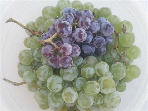 The Best Tasting Grape Varieties – Plant Them in Your Yard!