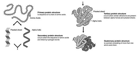 Protein Structure - Biochemistry - Medbullets Step 1