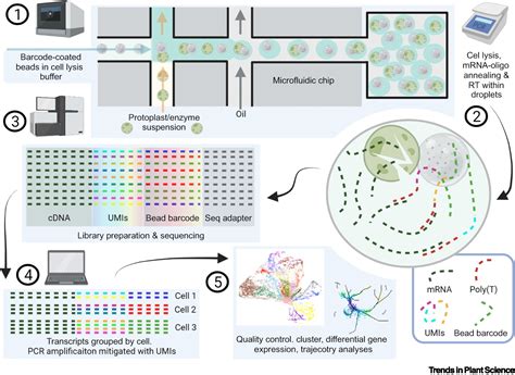 Mapping Human Pluripotent Stem Cell Differentiation, 45% OFF