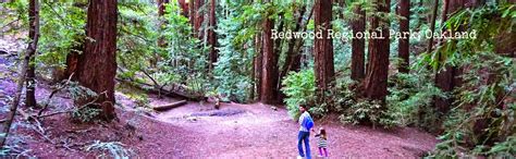 The Thrifty Traveler: Redwood Regional Park, Oakland