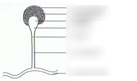 Phycomyces Sporangium Diagram | Quizlet