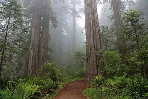 The 10 Best Hikes in Redwood National Park, California