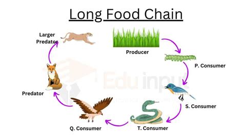 Long Food Chain (Examples and Advantages)