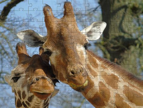 Free Animal Jigsaw Games - Jigsaw Puzzles of Animals