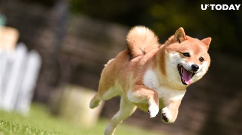 Shiba Inu (SHIB) Price Explodes, Dogecoin (DOGE) Storms Into Top 10