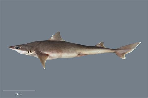 Northern Spiny Dogfish | Squalus griffini | Shark Database