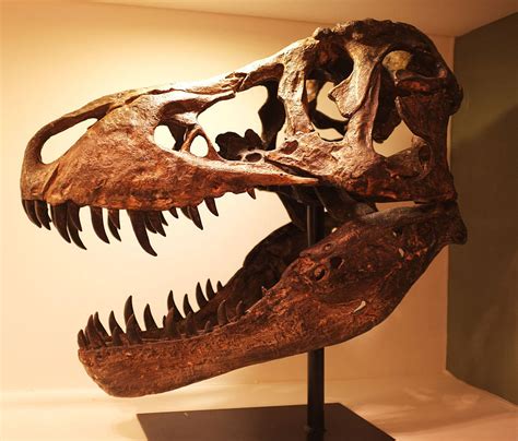 T Rex Skull Sculpture By Cambrewood | notonthehighstreet.com