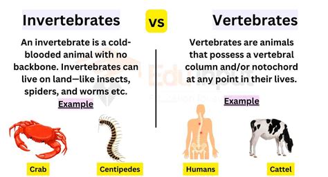 Vertebrates And Invertebrates Powerpoint