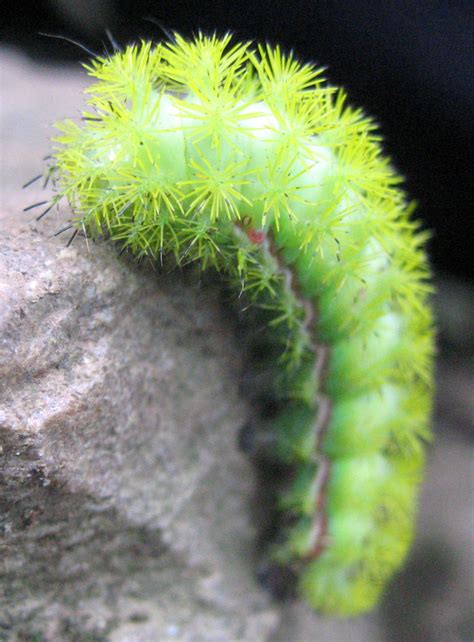 Caterpillar Identification: A Visual Guide To 32 Types Of, 49% OFF