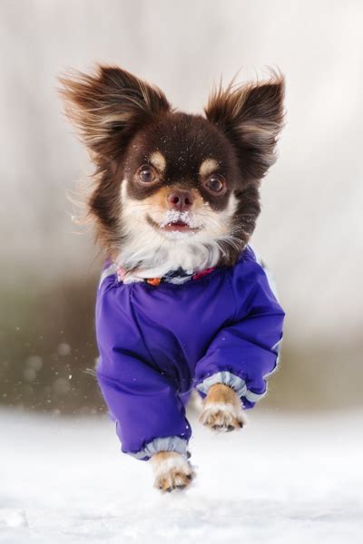 Best Dog Gear for Cold Weather