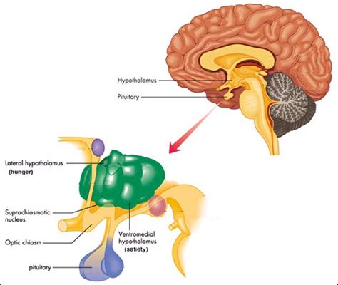 Functions of Hypothalamus - Kypho