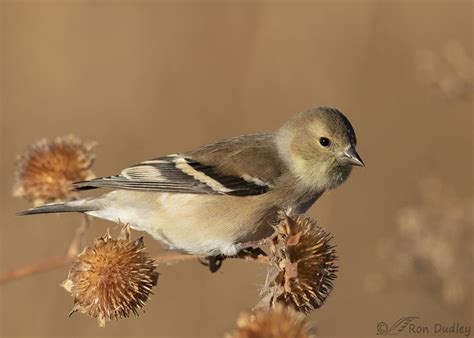 American Goldfinch – ‘Common’ Species Deserve More Respect – Feathered ...