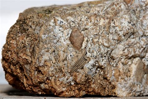 Cleaning Fossiliferous Limestone - completed? - General Fossil ...