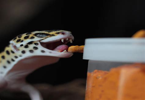 How Often to Feed Leopard Gecko: Feeding Schedule and Tips ...