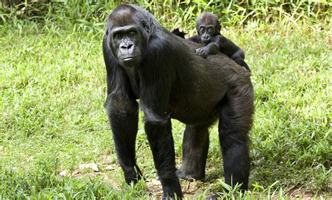 Western lowland gorilla | Smithsonian's National Zoo and Conservation ...