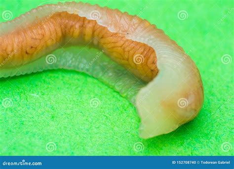 Close-up Photo of Linguatula Serrata or Tongue Worm Stock Photo - Image ...