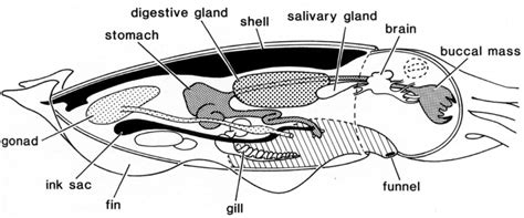 Cuttlefish – "OCEAN TREASURES" Memorial Library