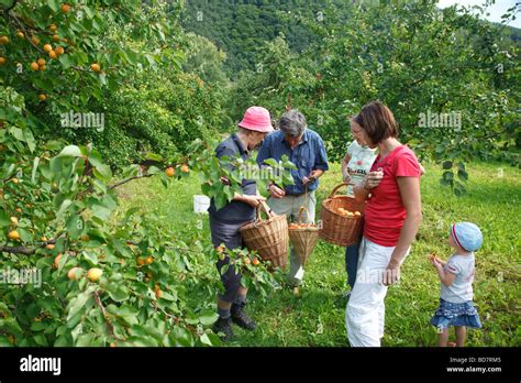 harvesting apricots in the orchard Stock Photo - Alamy