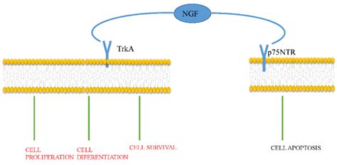 IJMS | Free Full-Text | Nerve Growth Factor: A Potential Therapeutic ...