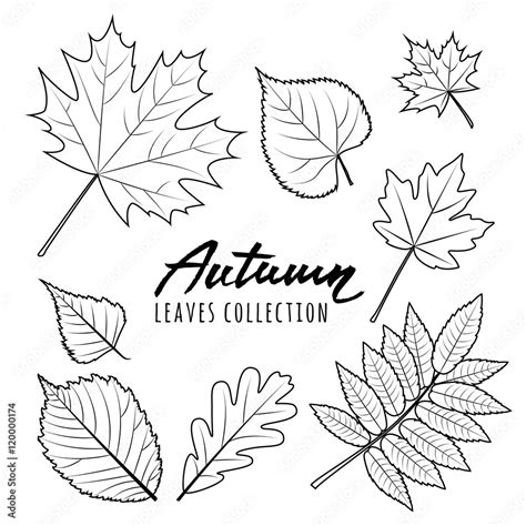 Set of vector autumn leaves. Black and white outline hand drawn fall ...