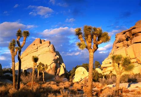 Welcome to Joshua Tree National Park