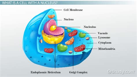 Cells Nucleus & Membrane-Bound Organelles | Is the Nucleus an Organelle ...