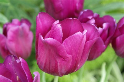 File:Pink Tulips.JPG - Wikipedia