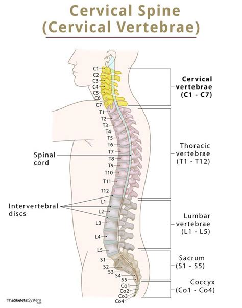 Vertebral Column Cervical Vertebrae Seaspine Hldgs Vertebra Prominens ...