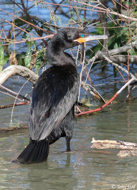 Great Cormorant - Species Information and Photos