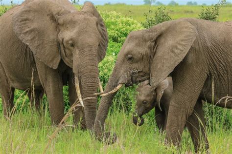 Wild African Elephants Eating Leaves Stock Image - Image of brown, park ...