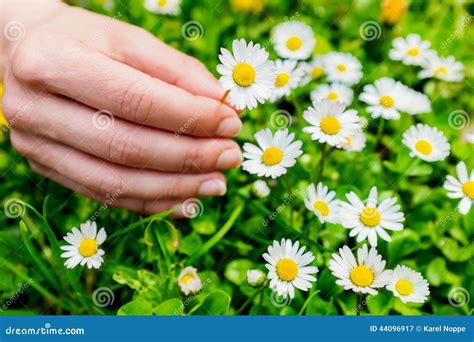 Macro Close Up of Hand Picking Flowers. Stock Image - Image of ...