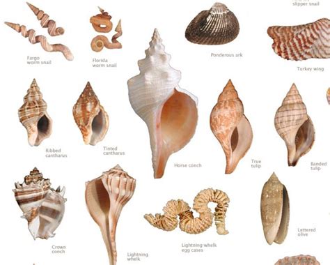 shell chart | Sea shells, Sanibel shells, Shells