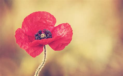 poppies, Flowers, Macro Wallpapers HD / Desktop and Mobile Backgrounds