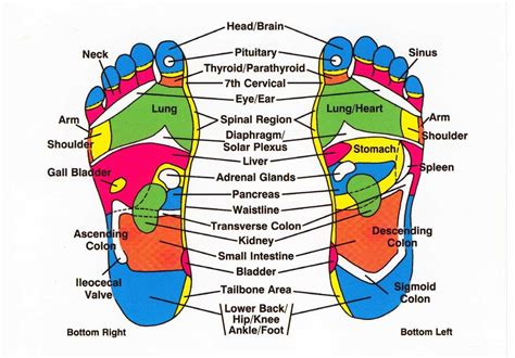 What the “Foot” is Reflexology? – Rub Massage